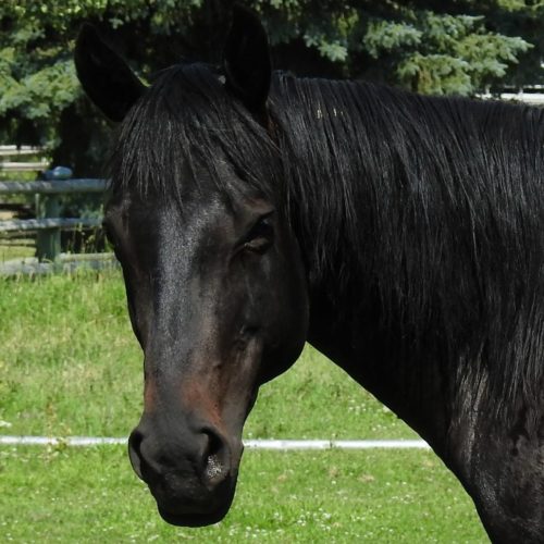 drifter | therapy horse | Swiftsure Ranch