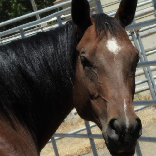 Lucy | therapy horse | Swiftsure Ranch