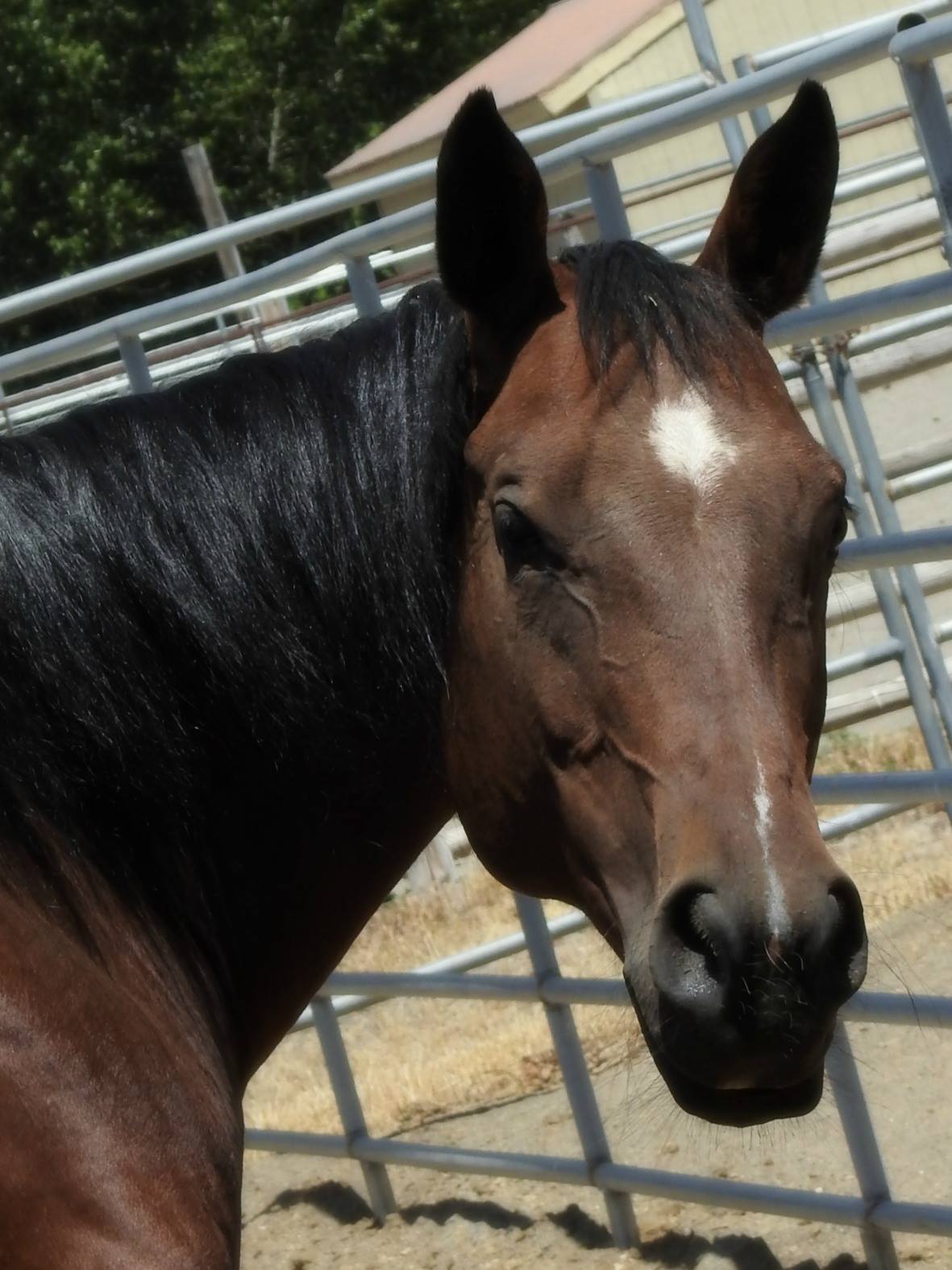 Lucy | therapy horse | Swiftsure Ranch