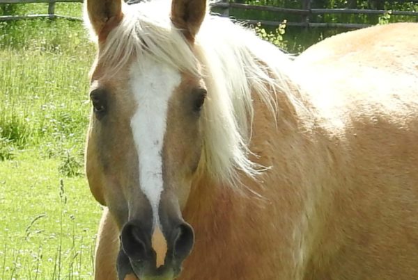 Pal | therapy horse | Swiftsure Ranch