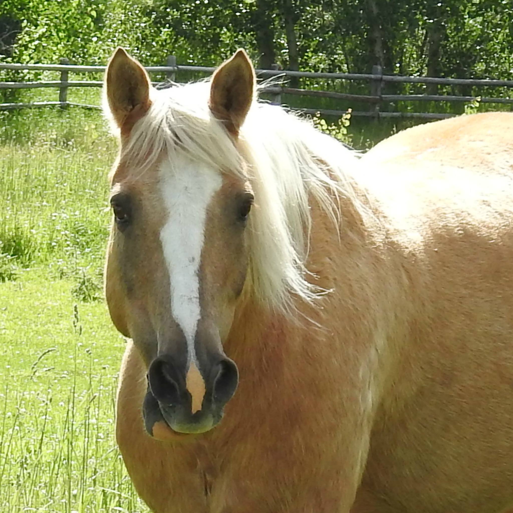 Pal | therapy horse | Swiftsure Ranch
