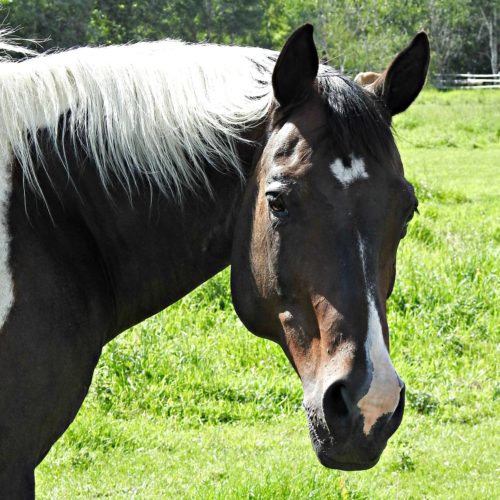 | therapy horse | Swiftsure Ranch