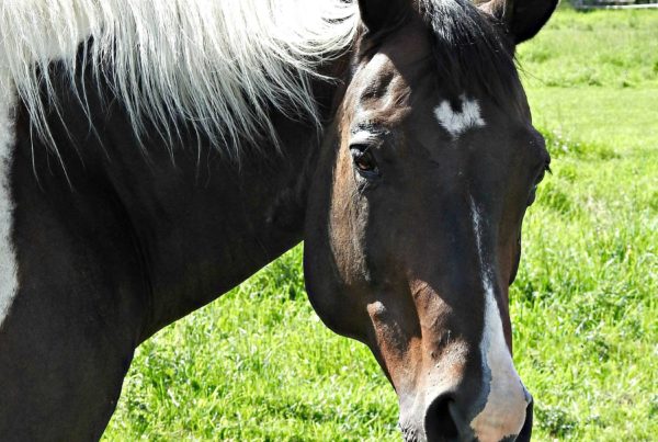 | therapy horse | Swiftsure Ranch